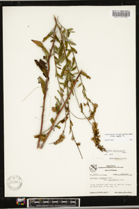 Solidago arguta subsp. boottii image