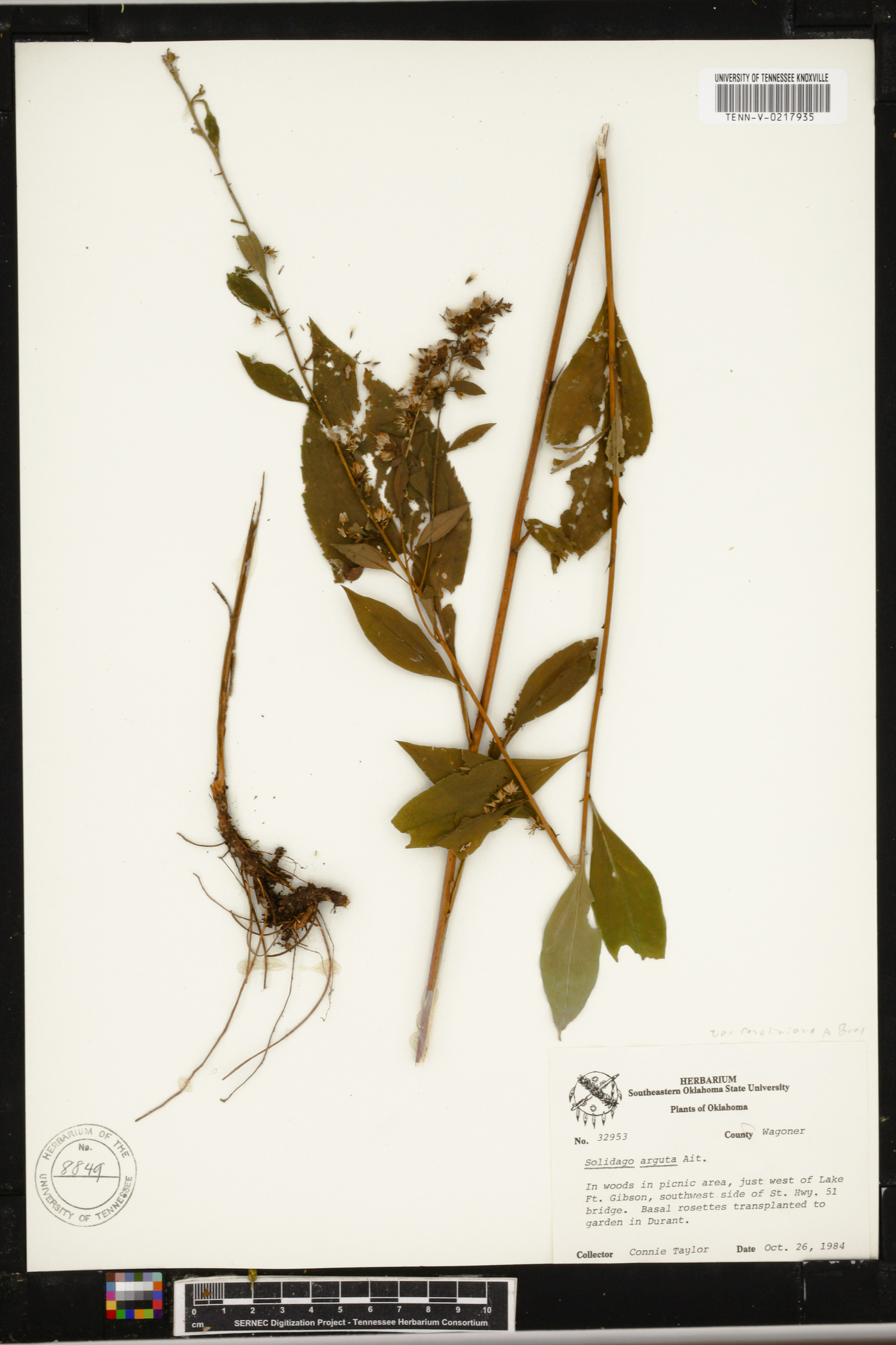 Solidago arguta subsp. boottii image