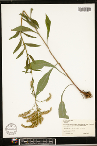 Solidago arguta subsp. caroliniana image