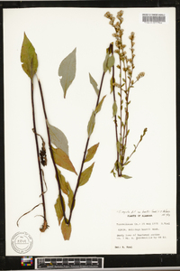 Solidago arguta subsp. caroliniana image