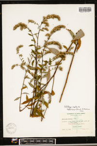 Solidago arguta subsp. caroliniana image