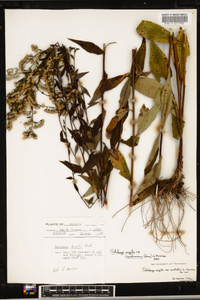 Solidago arguta subsp. caroliniana image
