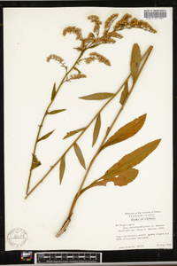 Solidago arguta subsp. caroliniana image