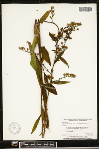 Solidago arguta subsp. caroliniana image