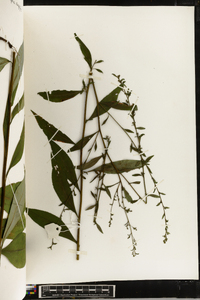 Solidago arguta subsp. caroliniana image