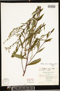 Solidago arguta subsp. caroliniana image