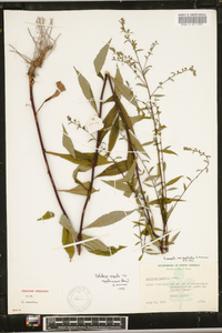 Solidago arguta subsp. caroliniana image