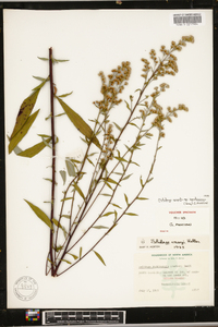 Solidago arguta subsp. caroliniana image