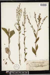 Solidago arguta var. harrisii image