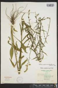 Solidago arguta subsp. pseudoyadkinensis image