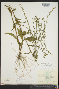 Solidago arguta subsp. pseudoyadkinensis image