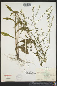 Solidago arguta subsp. pseudoyadkinensis image