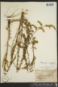 Solidago arguta subsp. pseudoyadkinensis image