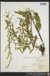 Solidago arguta subsp. pseudoyadkinensis image