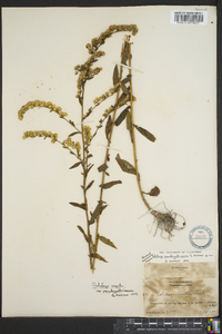 Solidago arguta subsp. pseudoyadkinensis image