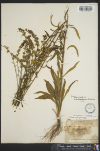 Solidago arguta subsp. pseudoyadkinensis image