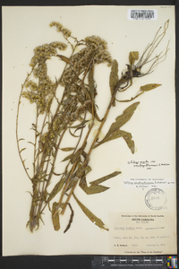 Solidago arguta subsp. pseudoyadkinensis image