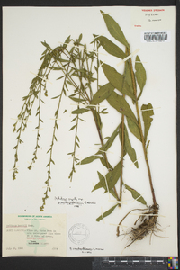 Solidago arguta subsp. pseudoyadkinensis image