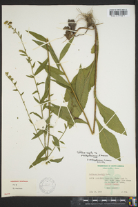 Solidago arguta subsp. pseudoyadkinensis image