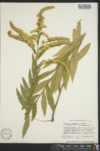 Solidago x asperula image