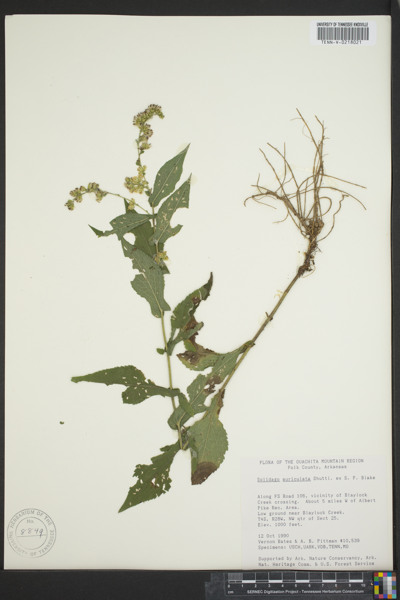 Solidago auriculata image