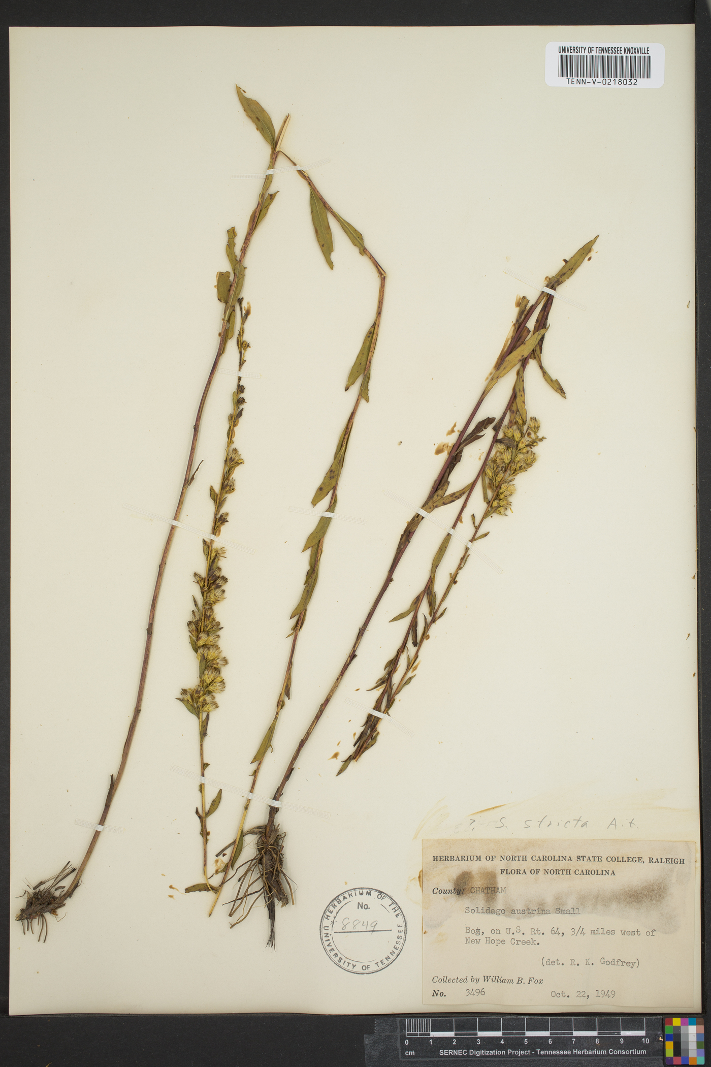 Solidago austrina image