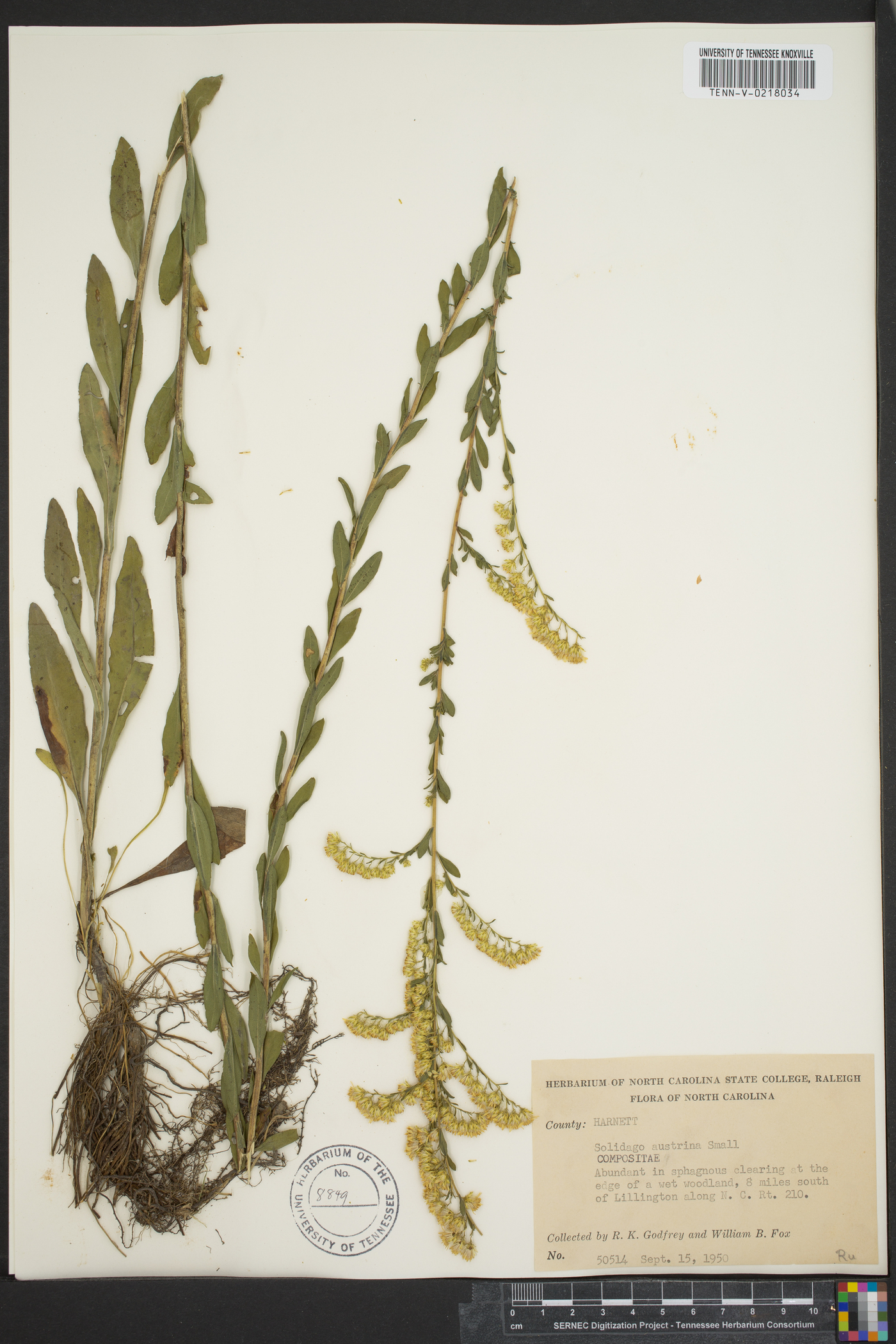 Solidago austrina image