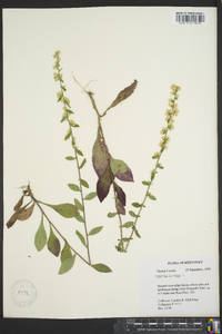 Solidago bicolor image