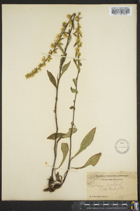 Solidago bicolor image