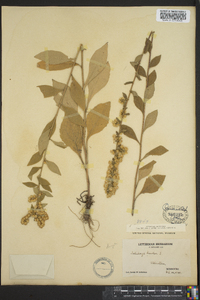 Solidago bicolor image