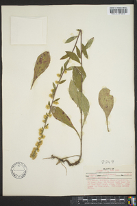 Solidago bicolor image