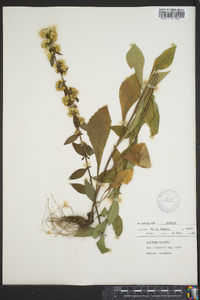 Solidago bicolor image