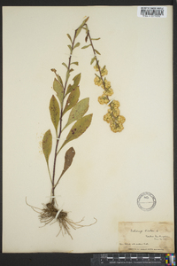 Solidago bicolor image