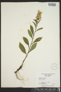 Solidago bicolor image