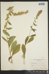 Solidago bicolor image