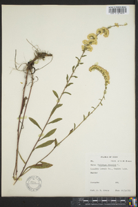 Solidago bicolor image