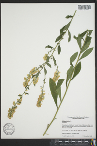 Solidago bicolor image