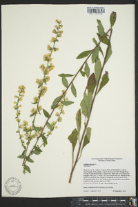 Solidago bicolor image