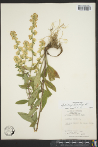 Solidago bicolor image