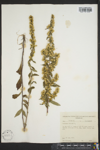 Solidago bicolor image