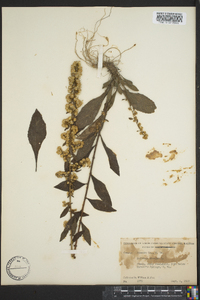 Solidago bicolor image