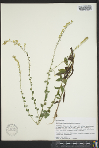 Solidago brachyphylla image