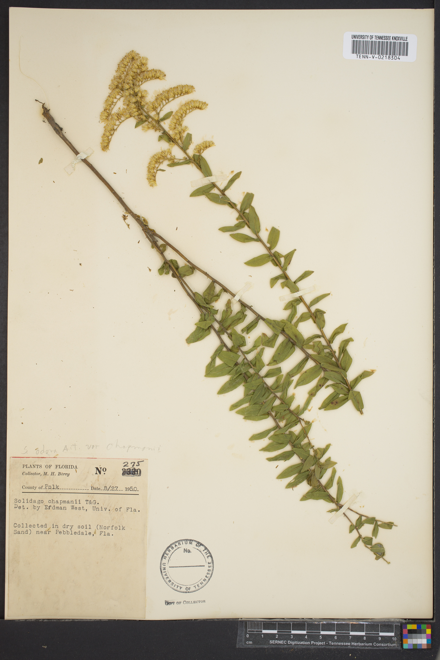 Solidago chapmanii image