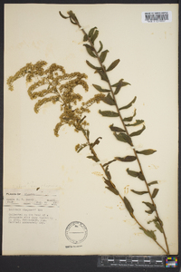 Solidago chapmanii image