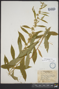 Solidago curtisii image