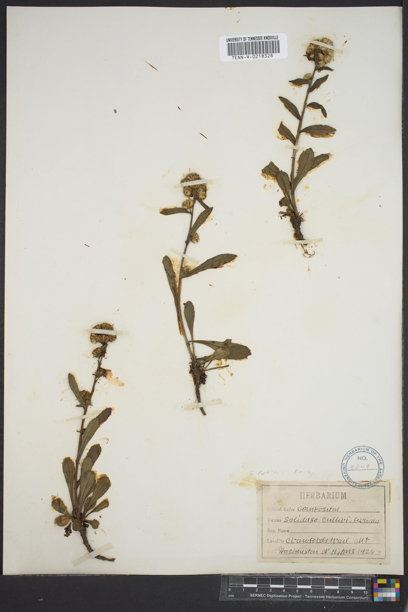 Solidago cutleri image