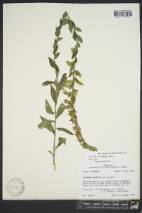 Solidago delicatula image