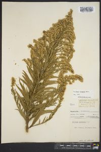 Solidago elongata image