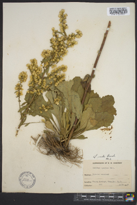 Solidago erecta image