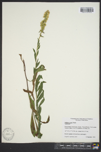 Solidago erecta image
